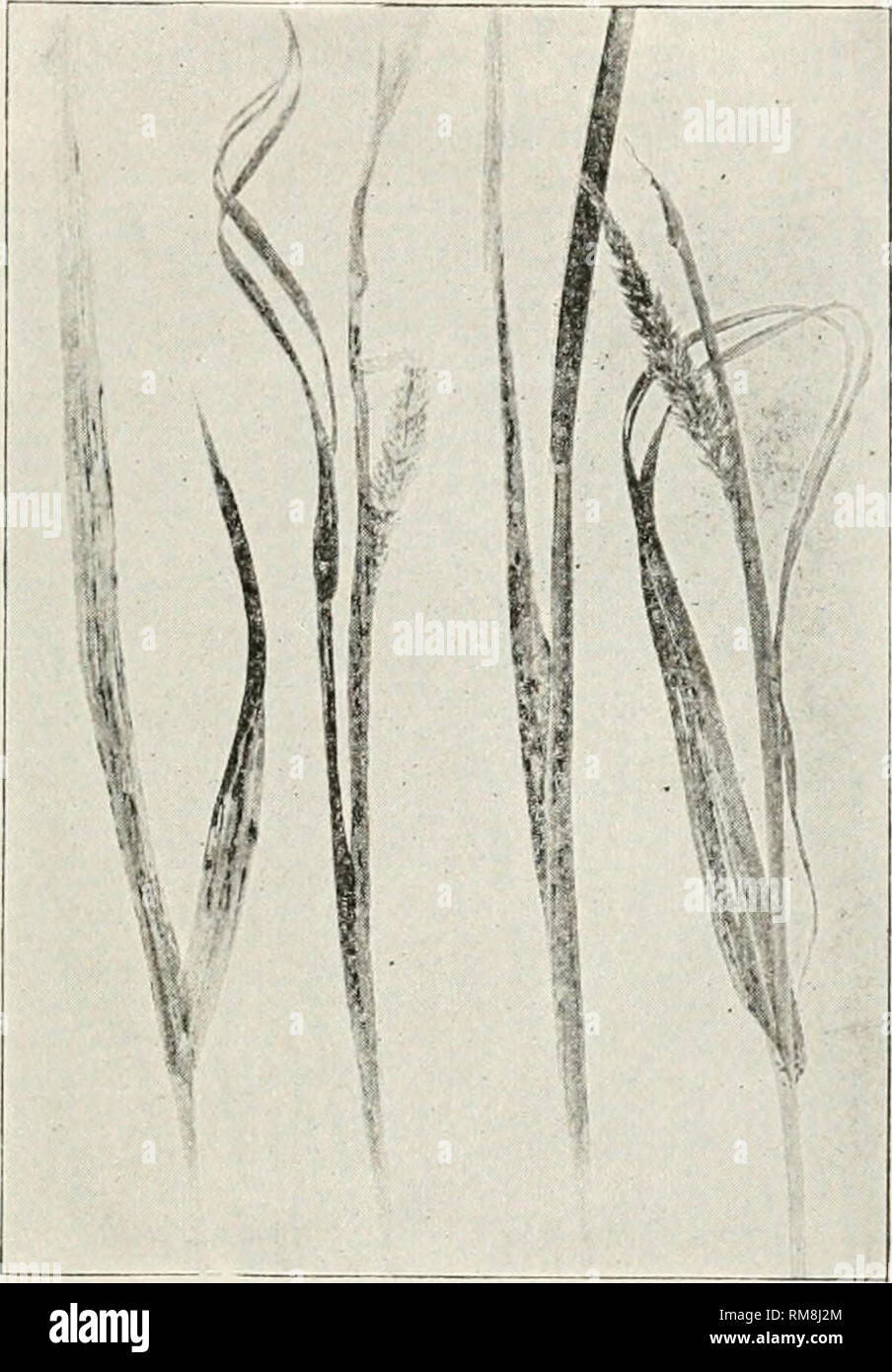 . Annual report of the Commissioner of Agriculture ... Agriculture -- New York (State). Diseases of Timothy 579 a community cooperative proposition than one for thie individual grower. The methods to be employed are those used in the treat- ment of wheat for loose smut.. Fig. 021. Old Timothy Plants Hav- ing Badly Diseased Leaf Blades AND Sheaths. In a Few Cases it Will be Noted That the Blades Are Beginning to Split. RUST The rust fungus, Puccinia PJilei-pratensis Eriks. &amp; Henn., occurs on the leaves, stems, and heads of timothy, meadow fescue, orchard grass, and few other grasses. The pu Stock Photo
