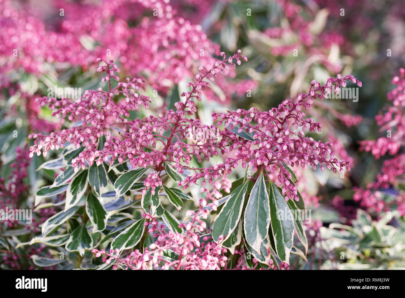 Pieris japonica 'Ralto' flowers. Stock Photo
