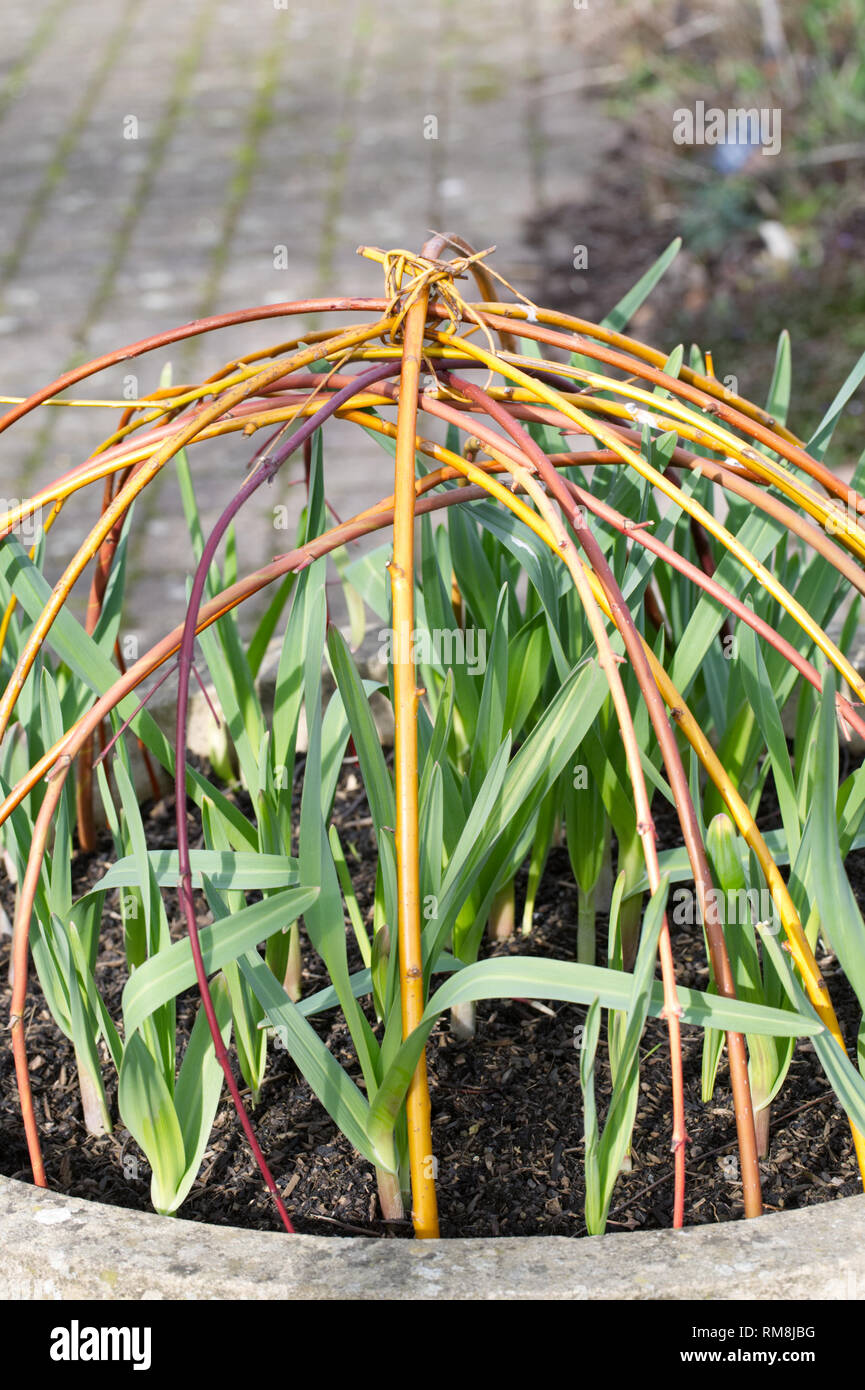 Colourful plant supports made from cornus stems at RHS Wisley gardens. Stock Photo