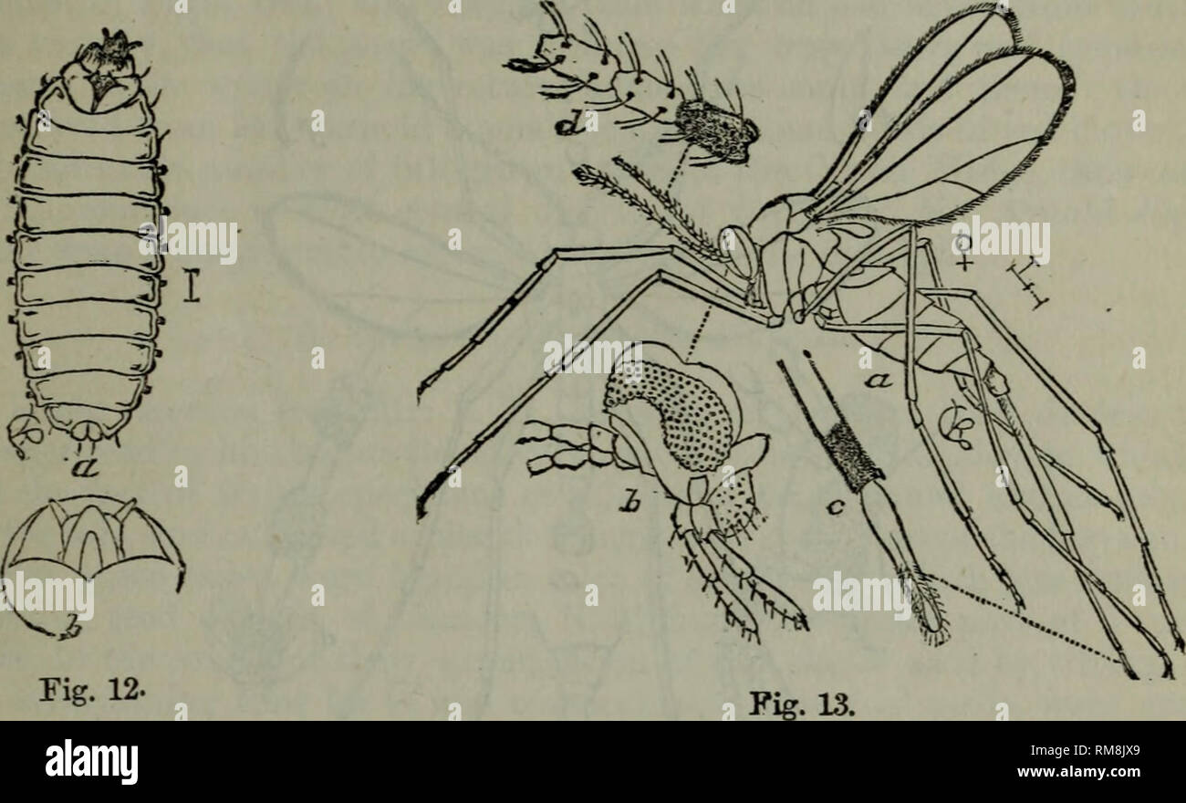 Mature Insect Stage Crossword prntbl concejomunicipaldechinu gov co