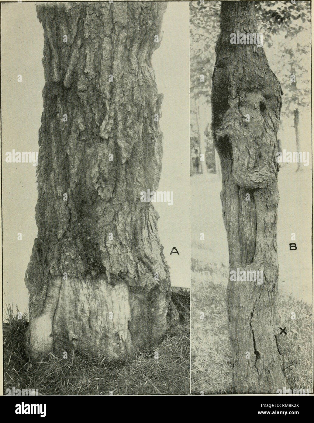 . Annual report of the Commissioner of Agriculture ... Agriculture -- New York (State). Plate XXVII.— Winter-injured IVIaple Tree Trunks. A, Acer sacchamium in a wind-swept lawn, midway between two large buildings which stand to east and west; injuries occurred on both north and eouth sides; tree failed to leaf out in 1912. B, Acer platanoides, on north and south street, wixh injury on north side showing double regeneration and exposed wood below; another injury near base (at X) occurred in winter of 1910-11. (Photographed, A in July, 1911, and B in July, 1912.). Please note that these images  Stock Photo