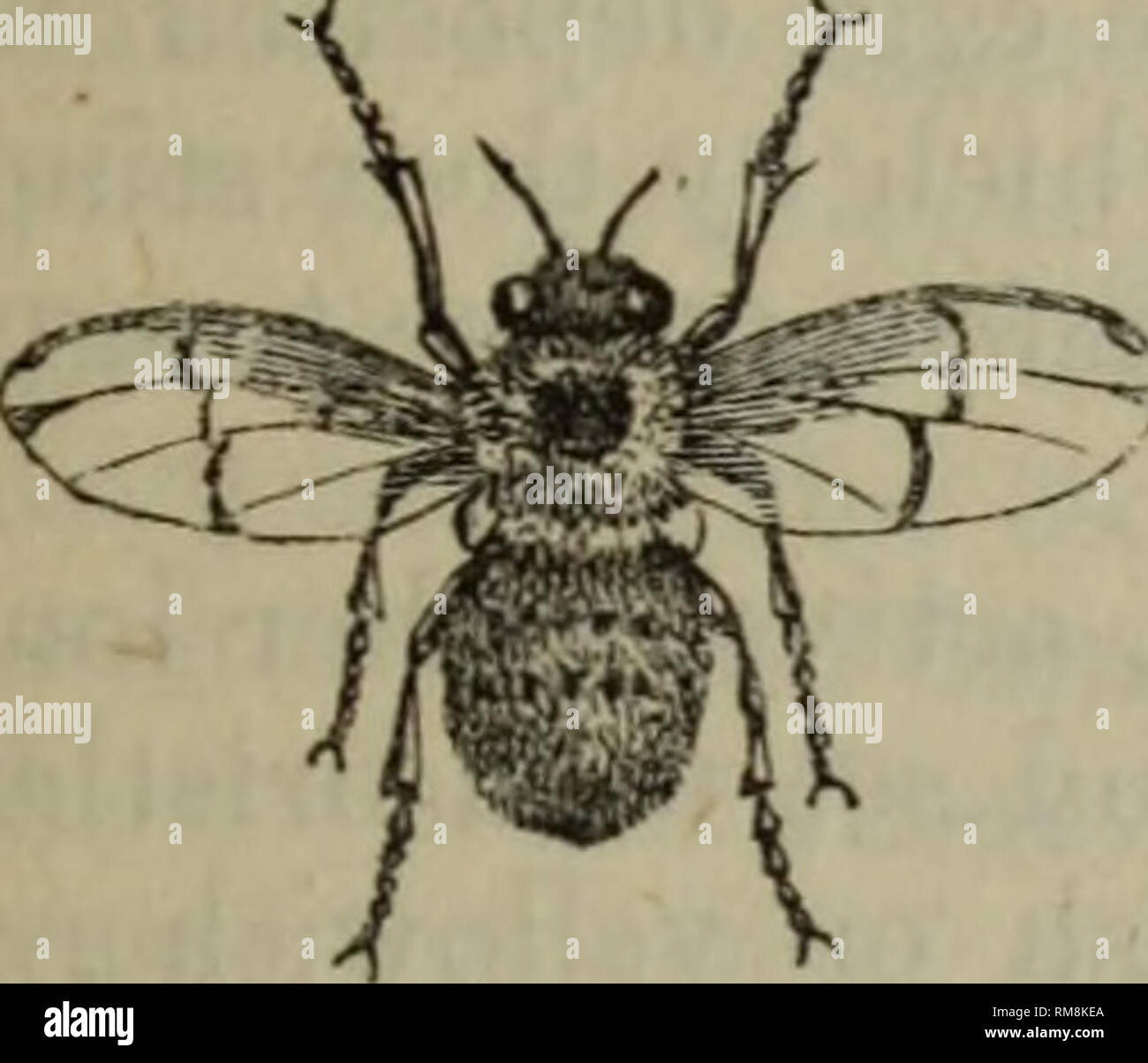 . Annual report - Entomological Society of Ontario. Entomological ...