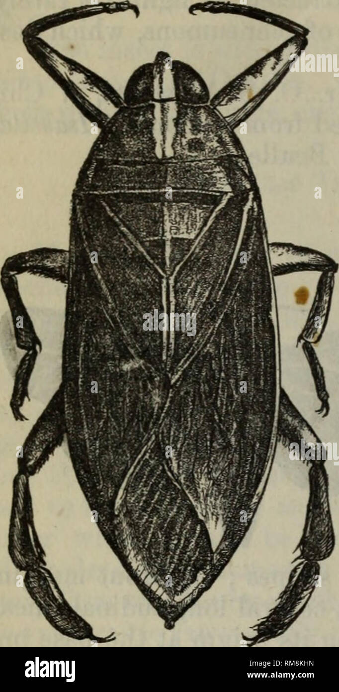 . Annual report - Entomological Society of Ontario. Entomological ...