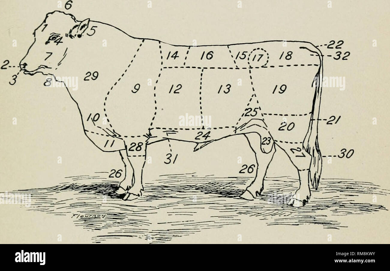 . Annual report of the Commissioner of Agriculture ... Agriculture -- New York (State). Fig. 4.—Names of points. 1. Poreliead and face. 2. Muzzle. 3. Nostrils. 4. Eyes. 5. Ears. 6. Poll. 7. Jaws. 8. Throat. 9. Shoulders. 10. Chest. U. Brisket. 12. Pore ribs. 13. Back ribs. 14. Crops. 15. Loins. 16. Back. 17. Hooks. 18. Rumps. 19. Hindquarters. 20. Thighs. 21. Twist. 22. Base of tail. 23. Cod purse. 24. Underline. 25. Flanks. 26. Legs and bone. 27. Hocks. 28. Forearms. 29. Neck vein. 30. Bush of tail. 31. Heart girth. 32. Pin bones.. Please note that these images are extracted from scanned page Stock Photo