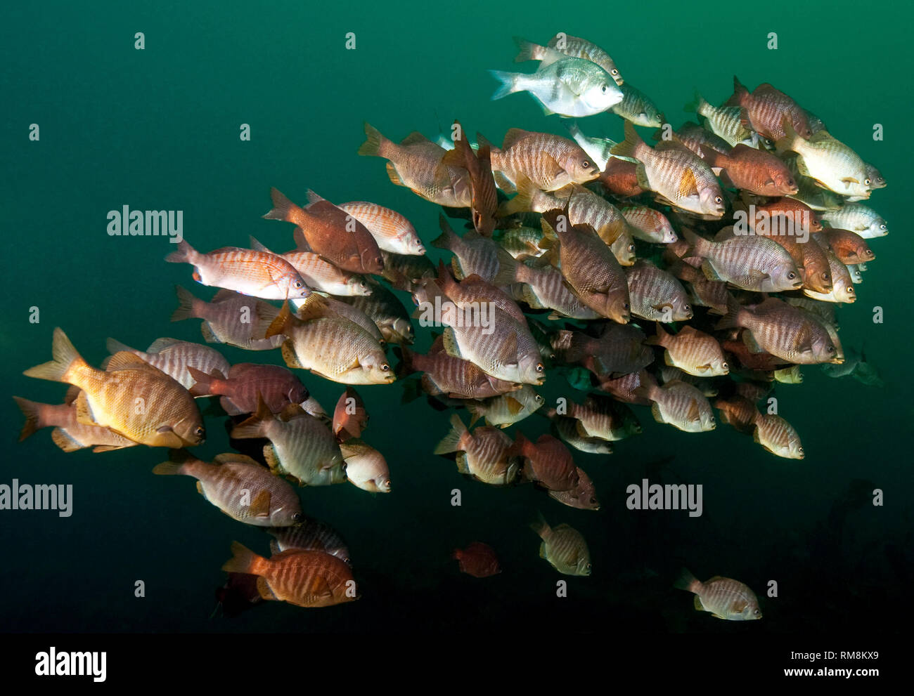 School of Perch Over the Wreck of the Avalon Stock Photo