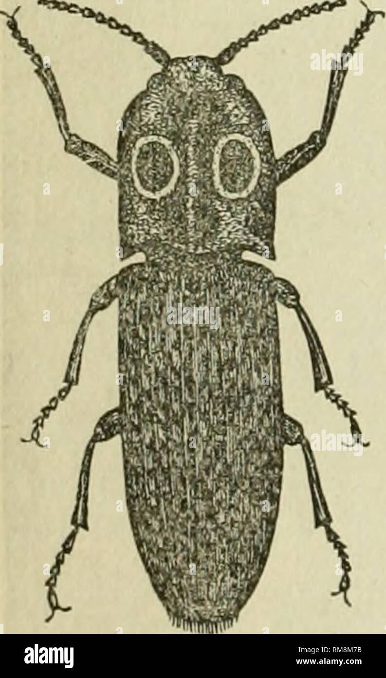 Tubercles Insect . Annual report - Entomological Society of Ontario. Entomological ...