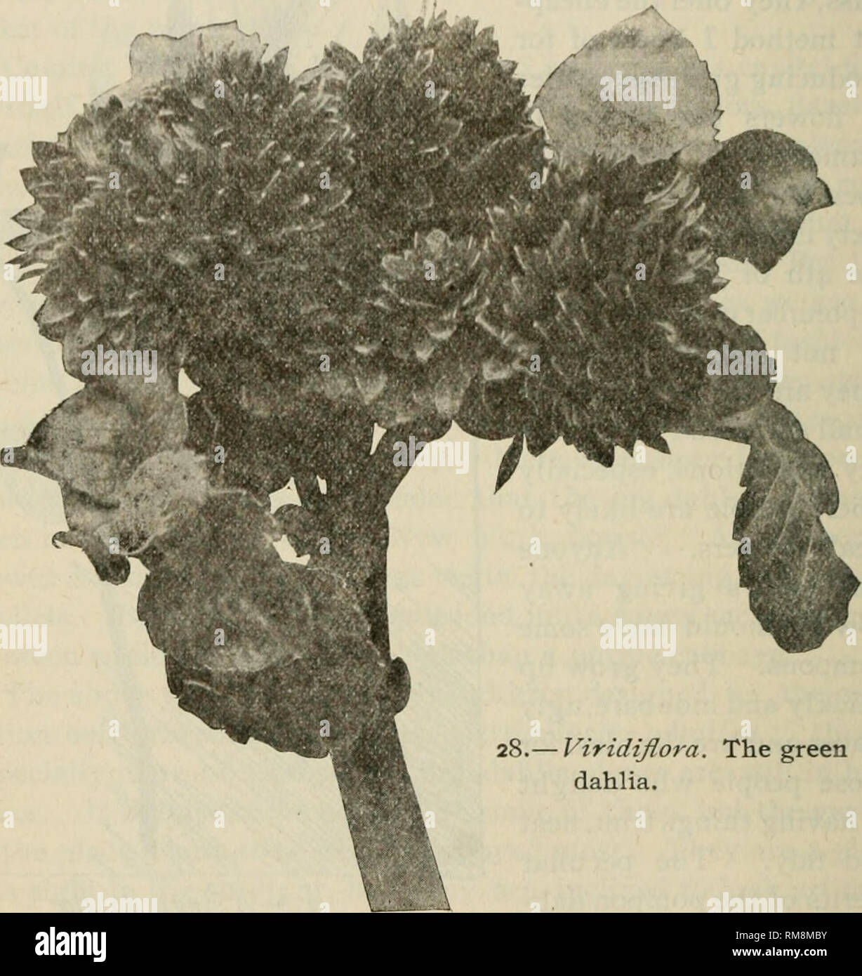 Annual Report Of The Commissioner Of Agriculture