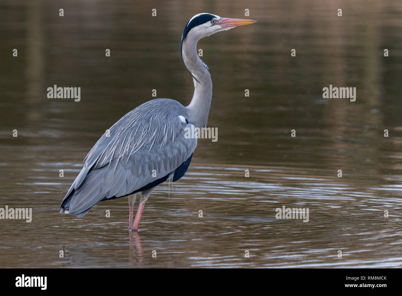 Heron at Priory Country Park, Bedford, England Stock Photo