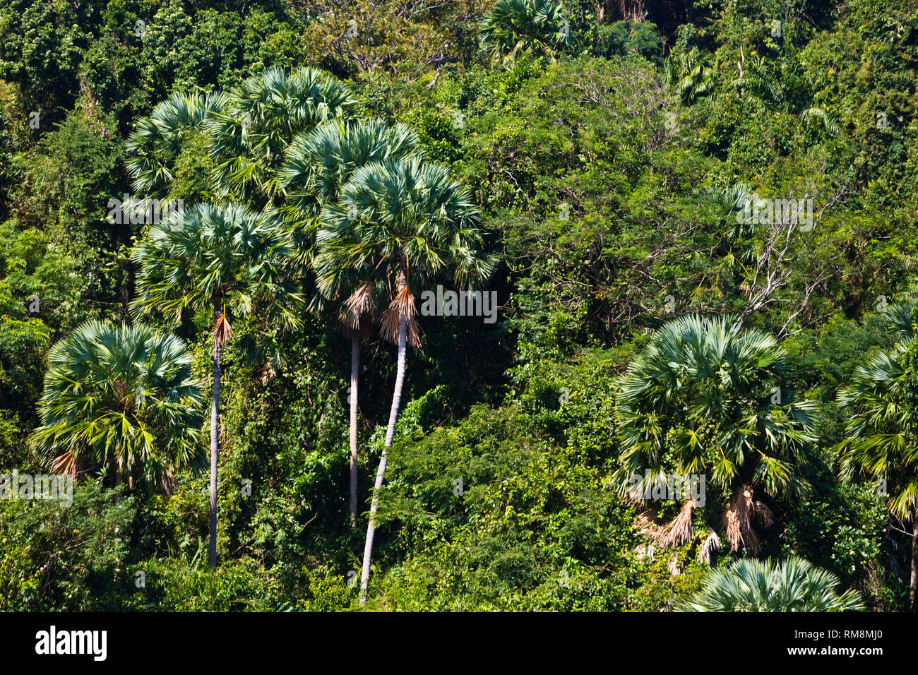 Thai national flower hi-res stock photography and images - Alamy