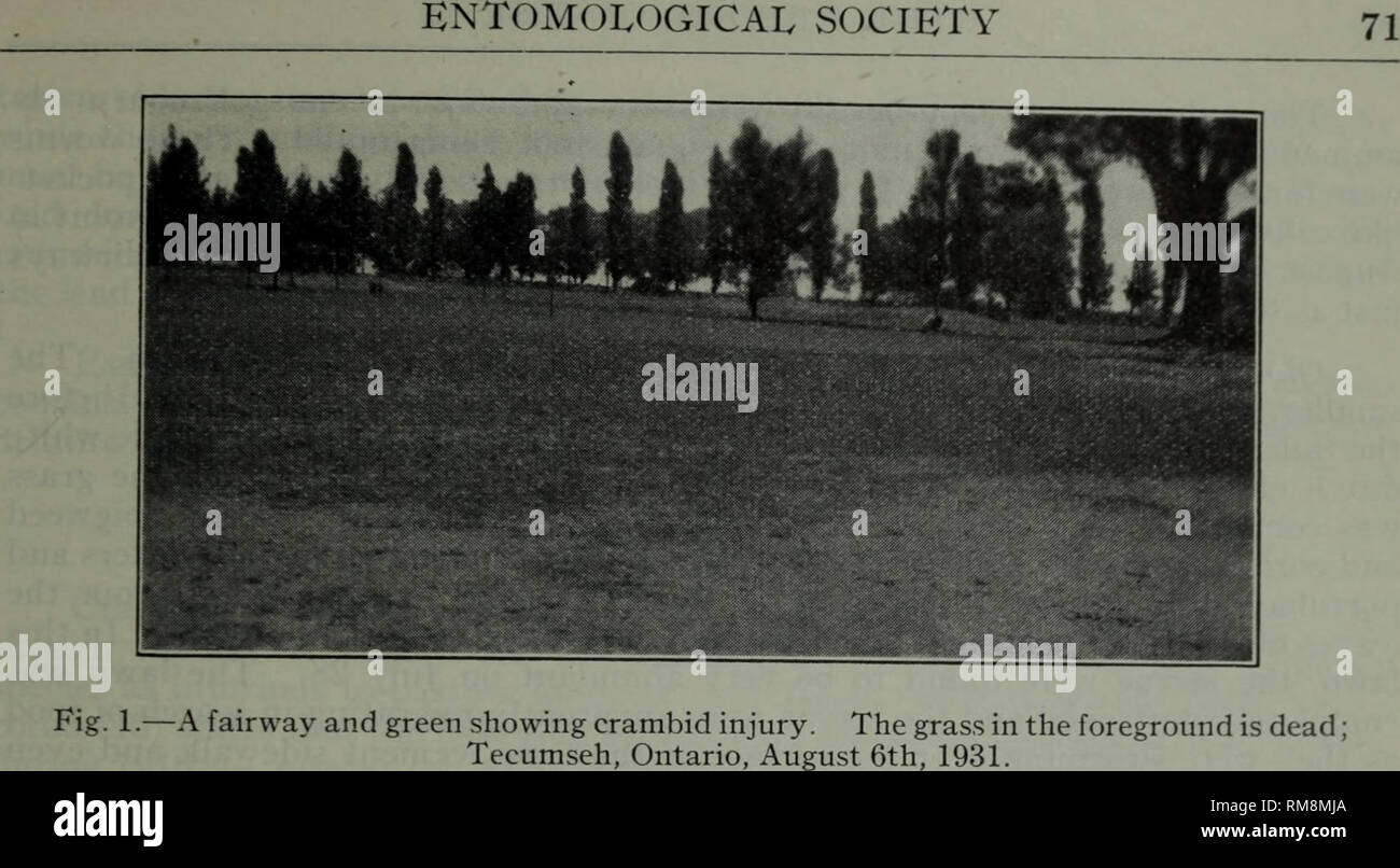 . Annual report - Entomological Society of Ontario. Entomological Society of Ontario; Insect pests; Insects. During the last of July when injury was first noticed, the worms numbered from twelve to fifteen per square foot around the injured areas in one golf course examined. Most of the larvae were full-grown and pupae were numerous. By August 6, larvae were scarce and pupae numerous and adults of Crambus teterrellus Zincken were very numerous on tree trunks and in the longer grasses. From thirty to fifty adults of this species could be collected on a single tree trunk ten inches in diameter.  Stock Photo