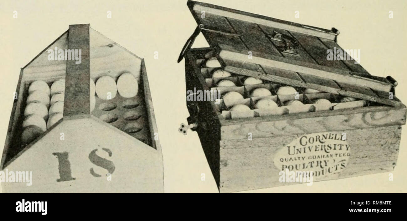 . Annual report of the Cornell University Agricultural Experiment Station, Ithaca, N.Y. Cornell University. Agricultural Experiment Station; Agriculture -- New York (State). Fig. 95.—The egg distributitig-table. In figures 88, 89, 90 and cover piece, are shown a feed-hopper which is used for feeding dry meals, meat scraps or grain. It is made of No. 26 galvanized iron, is 36 inches long, 24 inches tall and eight inches wide, divided into three compartments 12 inches wide and will hold about 60 pounds of meal or 100 pounds of grain. It is built with a slanting. Fig. 96.—The carrying-box and a s Stock Photo