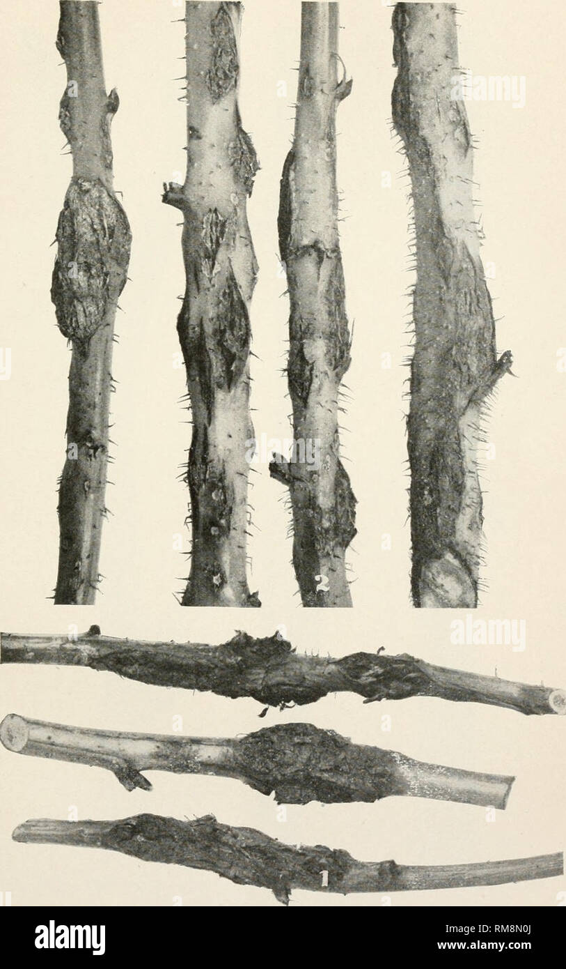 Old Cane Raspberry Raspberry canes new and old hi-res stock photography and images - Alamy