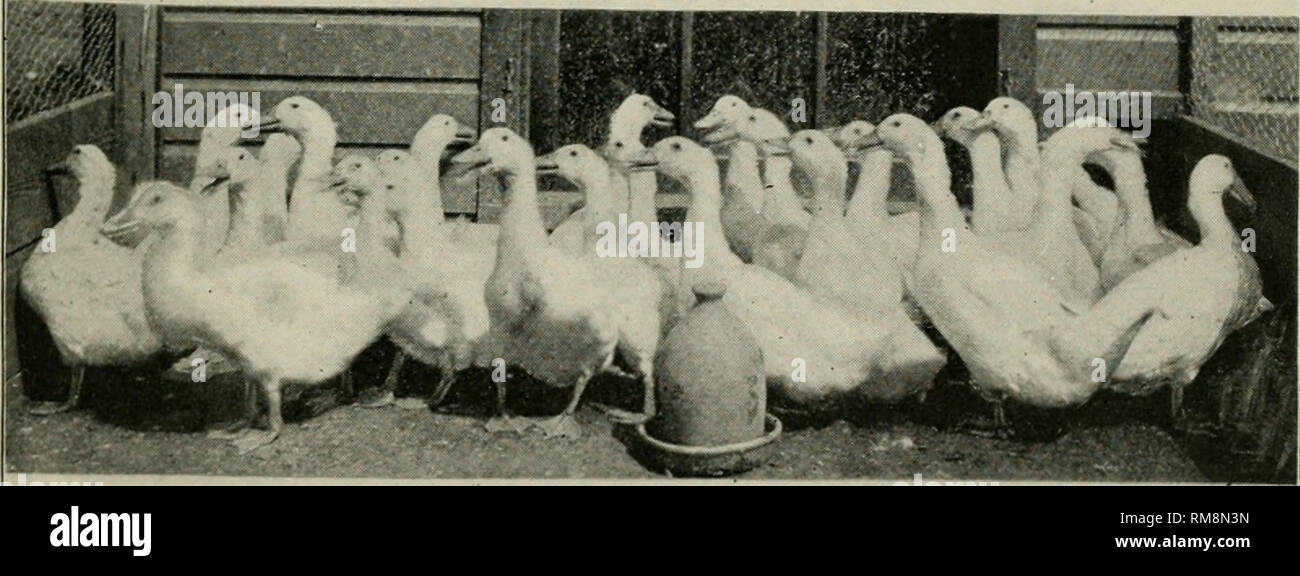 . Annual report of the Commissioner of Agriculture ... Agriculture -- New York (State). HUCKLIMCS OF Lot B HWiE WEEKS OLD . - .Average wt. ^z pounds . Vegetable food only for fart op THE TIME . Half or the Number died before other food was SUPPLIED. Ducklings of Loj A - Nine weeks old . Average Wt- A-.Z T'ounds . T^^ ration coMtained .amimal food No Loss . Plate I.. Please note that these images are extracted from scanned page images that may have been digitally enhanced for readability - coloration and appearance of these illustrations may not perfectly resemble the original work.. New York ( Stock Photo