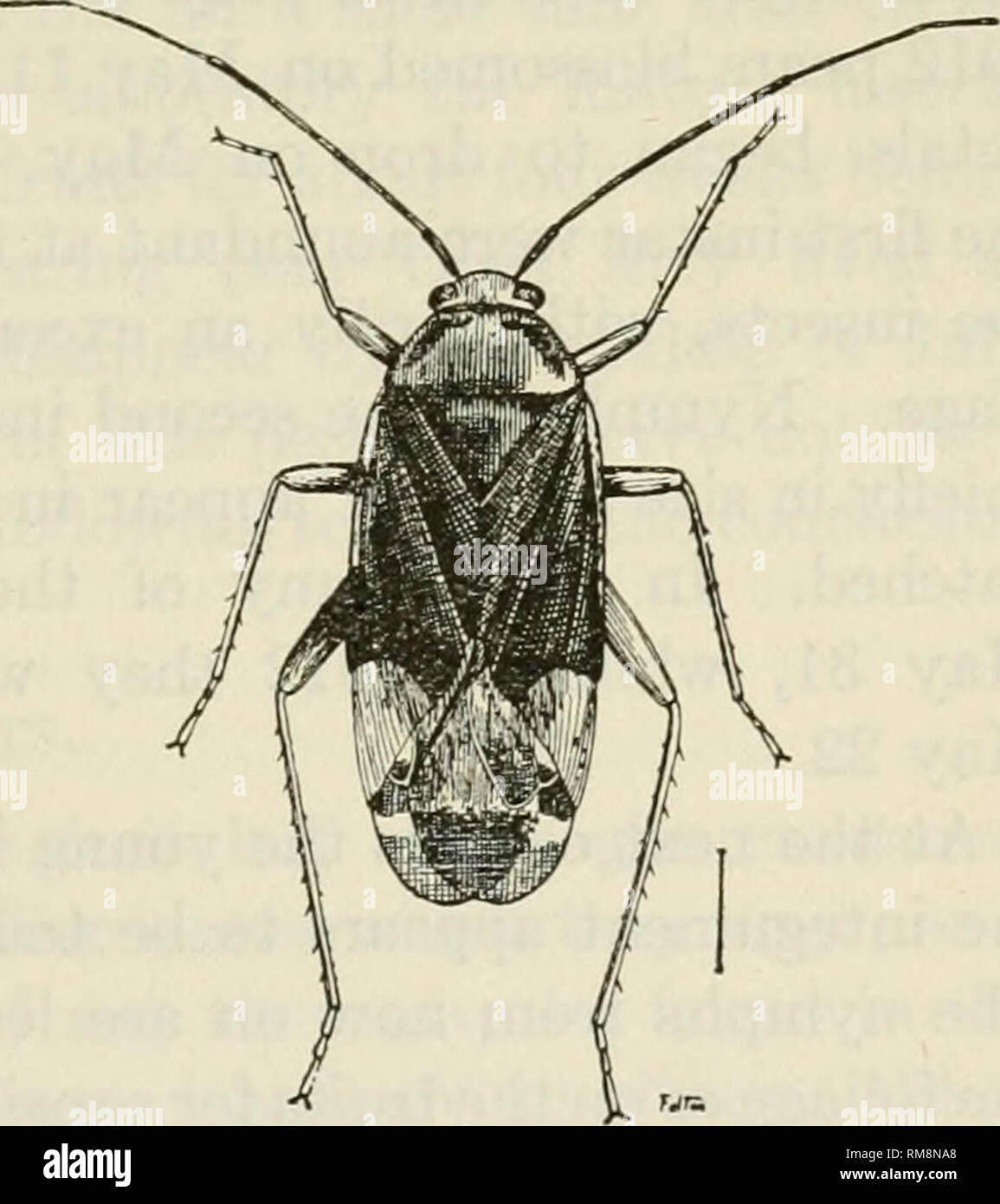 . Annual report of the Commissioner of Agriculture ... Agriculture -- New York (State). Fig. 24a.—L. pratensis, Fifth Stage. ish brown. A considerable variation occurs in this respect, however, and adults may be either darkish brown, pale yellow, or some combination of these tints. The adult was described by Uhler22 as follows: &quot;Form of Lygus contaminatus H. Schf. Pale, obscure yellow; antenna? and trans- verse carina at base of head very slender, the former nearly as long as the hemelytra, the apical joint infuscated; surface of head polished, impunctured, clothed with short hairs; tylus Stock Photo