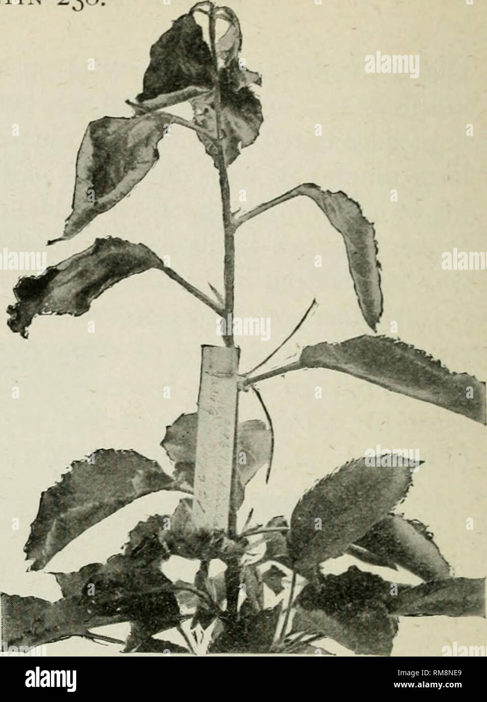 . Annual report of the Agricultural Experiment Station. Cornell University. Agricultural Experiment Station; Agriculture -- New York (State). Fig. 67.—Growing twig of apple blighted by artificial inoculalion ivitli bacteria from active canker on limb of apple tree. Fig. 66.—Canker on pear tree result- ing from inoculation iviih bacteria from active canker on apple tree.. Please note that these images are extracted from scanned page images that may have been digitally enhanced for readability - coloration and appearance of these illustrations may not perfectly resemble the original work.. Corne Stock Photo