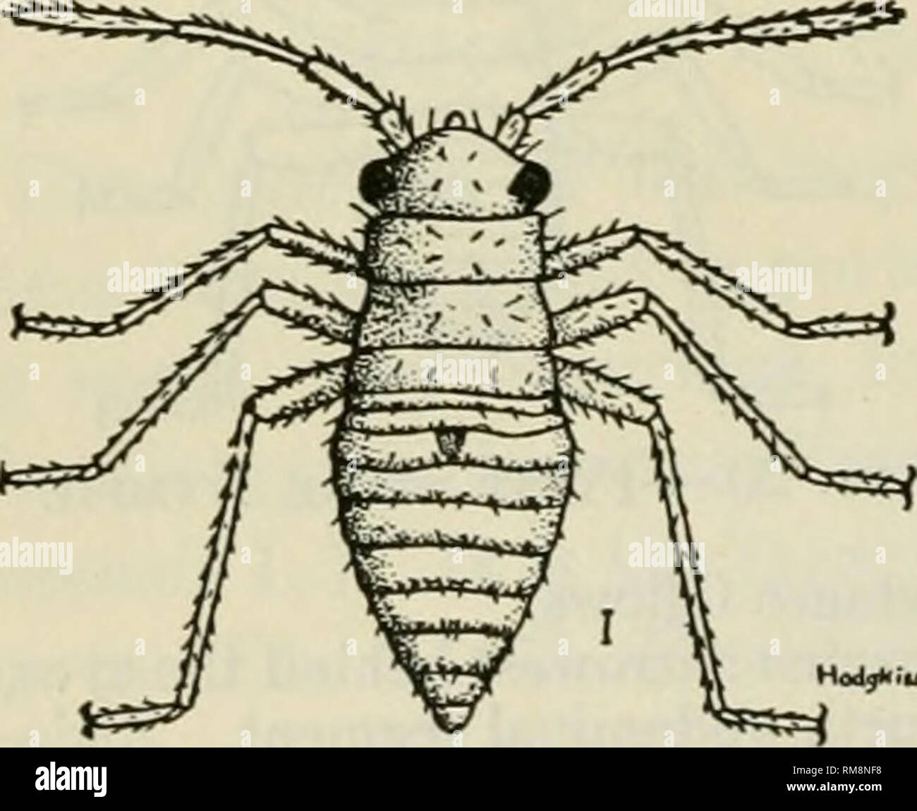 . Annual report of the Commissioner of Agriculture ... Agriculture -- New York (State). Fig. 20a.—L. pratensis, First Stage. regularly placed on the several segments. A number of more prominent, longer hairs are situated in rows near the margins of the segments and on the abdomen. Prothorax, one-third shorter than the head; narrow at the cephalic margin; abruptly widening to the posterior lateral angles, which are strongly rounded. Mesothorax, slightly (|) wider than the prothorax and three-fourths as long; anterior lateral angles strongly curved; posterior lateral angles somewhat rounded; cau Stock Photo