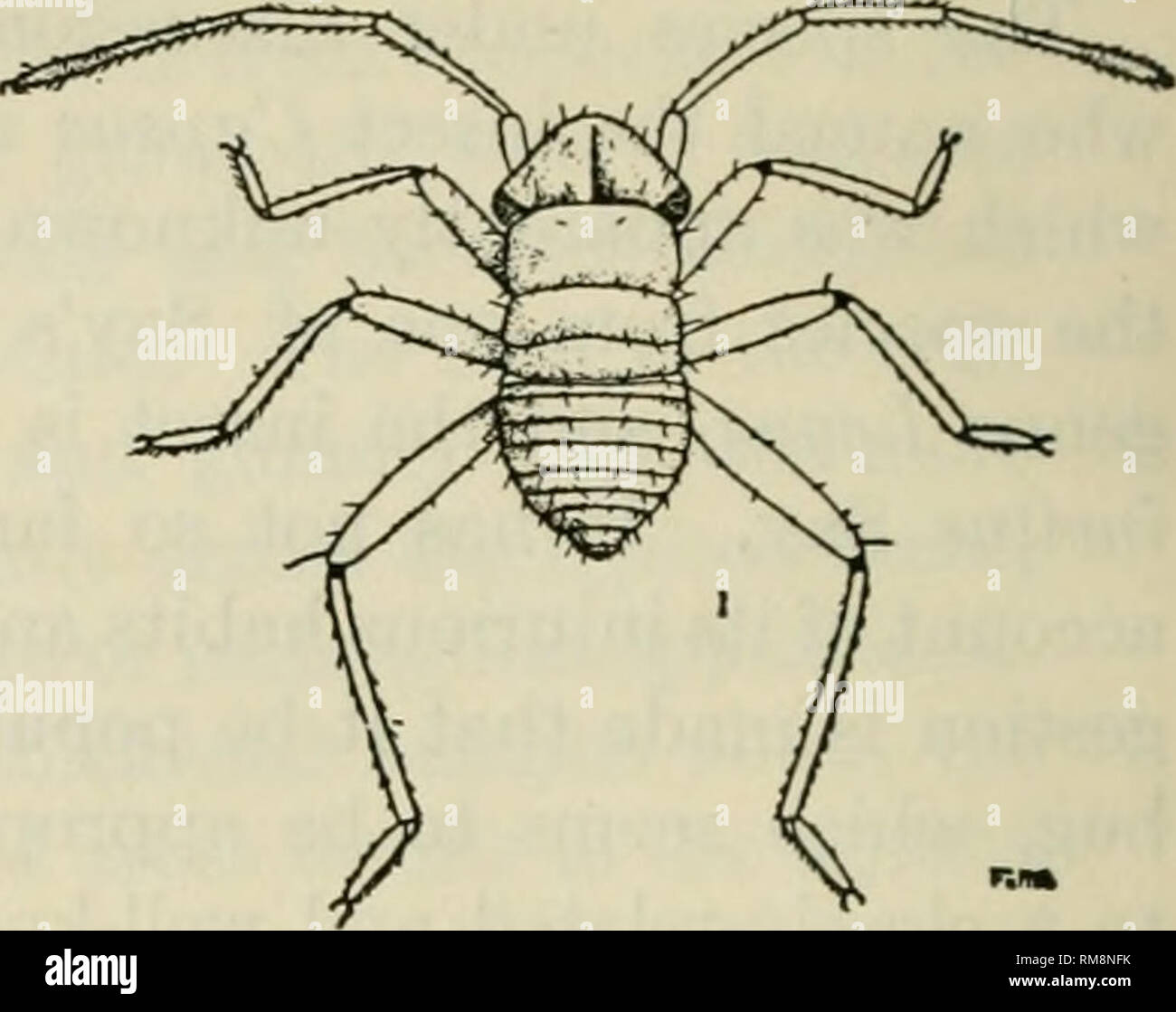 . Annual report of the Commissioner of Agriculture ... Agriculture -- New York (State). 318 ItEroiiT of the Department ok Entomology of the. Fig. 20a.—L. pratensis, First Stage. regularly placed on the several segments. A number of more prominent, longer hairs are situated in rows near the margins of the segments and on the abdomen. Prothorax, one-third shorter than the head; narrow at the cephalic margin; abruptly widening to the posterior lateral angles, which are strongly rounded. Mesothorax, slightly (|) wider than the prothorax and three-fourths as long; anterior lateral angles strongly c Stock Photo