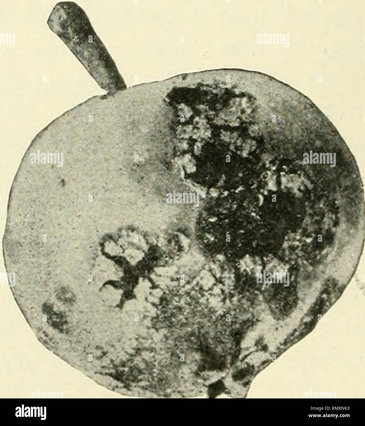 . Annual report of the Cornell University Agricultural Experiment Station, Ithaca, N.Y. Cornell University. Agricultural Experiment Station; Agriculture -- New York (State). Fig. 162. Alfalfa leaf-spot. APPLE. Commonly known among growers as &quot; the fungus.&quot; Usually most evident on the fruit. Spray with Bordeaux 5--5&quot;50 o^ 3-3-50; first, just before the blossoms open; second, just as the blossoms fall; third, 10 to 14 days after the hlossoms fall. The second spraying seems to be the most important. Spray thoroughly. For the use of insect poisons with Bordeaux mixture, see codling- Stock Photo