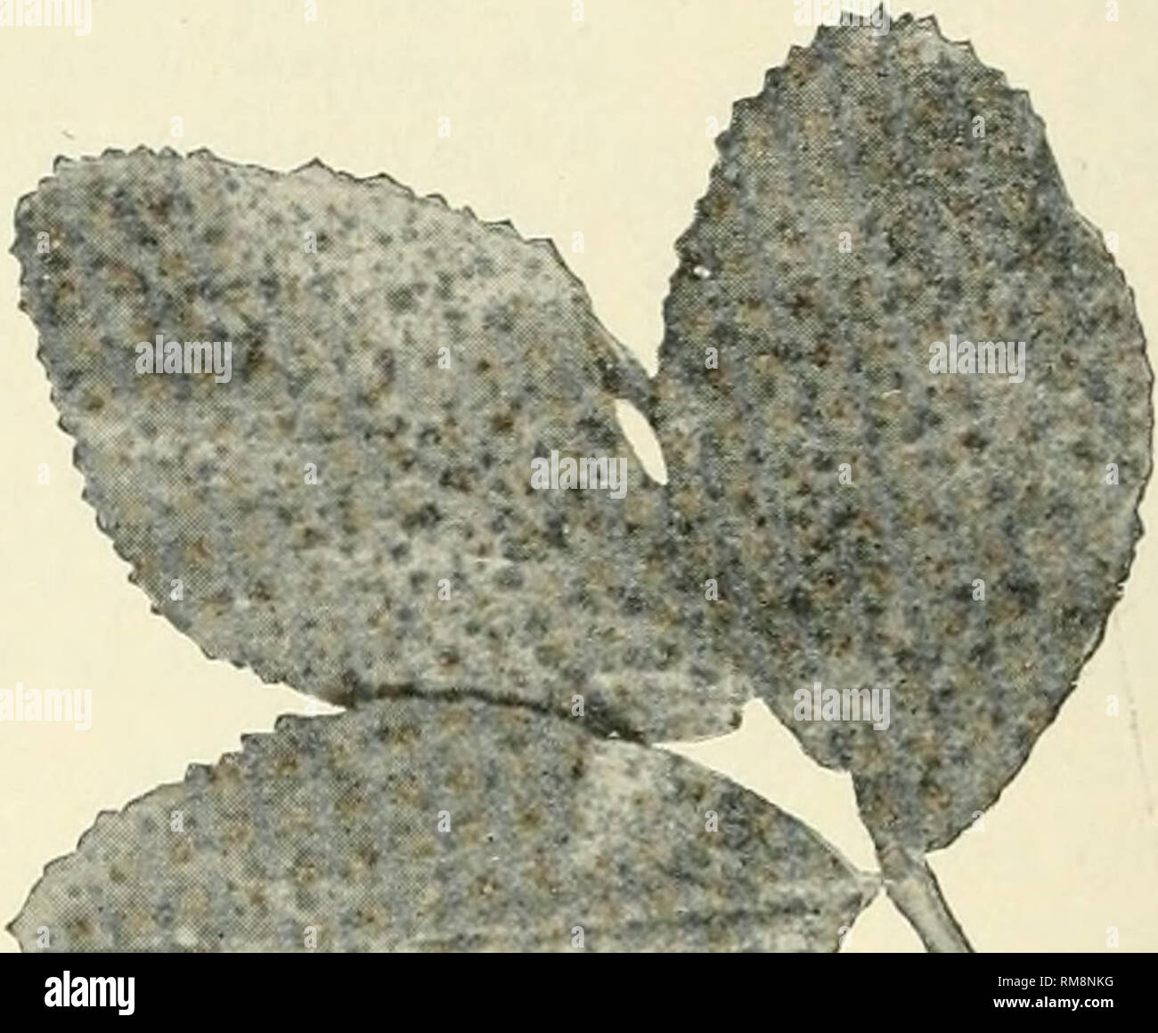 . Annual report of the Cornell University Agricultural Experiment Station, Ithaca, N.Y. Cornell University. Agricultural Experiment Station; Agriculture -- New York (State). 190 Bulletin 252. Scab.. Fig. 162. Alfalfa leaf-spot. APPLE. Commonly known among growers as &quot; the fungus.&quot; Usually most evident on the fruit. Spray with Bordeaux 5--5&quot;50 o^ 3-3-50; first, just before the blossoms open; second, just as the blossoms fall; third, 10 to 14 days after the hlossoms fall. The second spraying seems to be the most important. Spray thoroughly. For the use of insect poisons with Borde Stock Photo