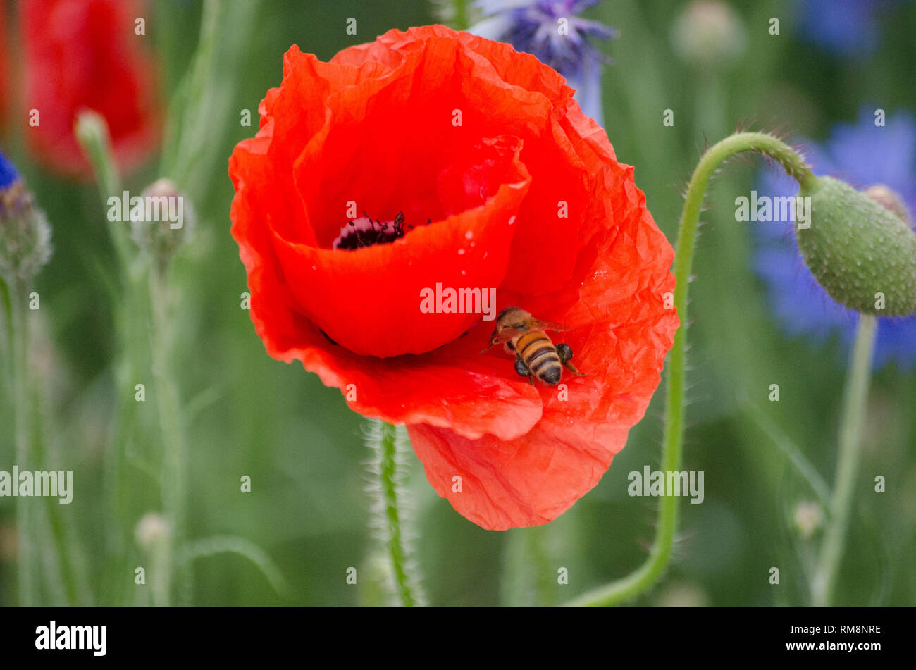 Bee on Red Corn Poppy Flower Petal Stock Photo