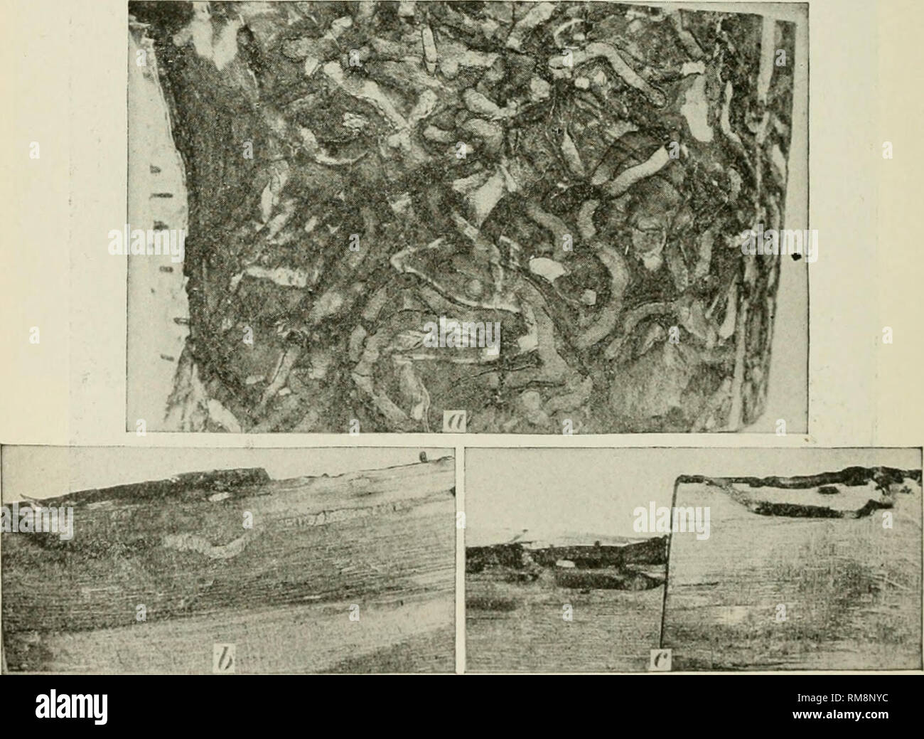 Bronze birch borer beetle hires stock photography and images Alamy