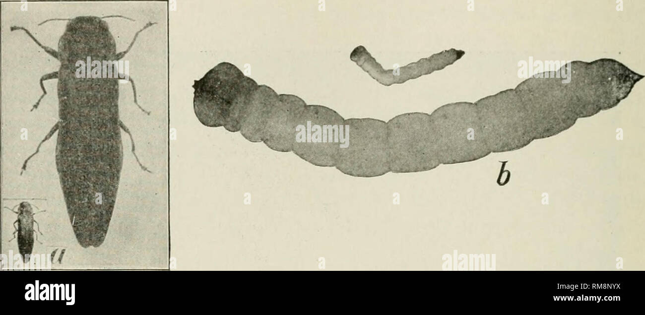 Bronze birch borer beetle hires stock photography and images Alamy