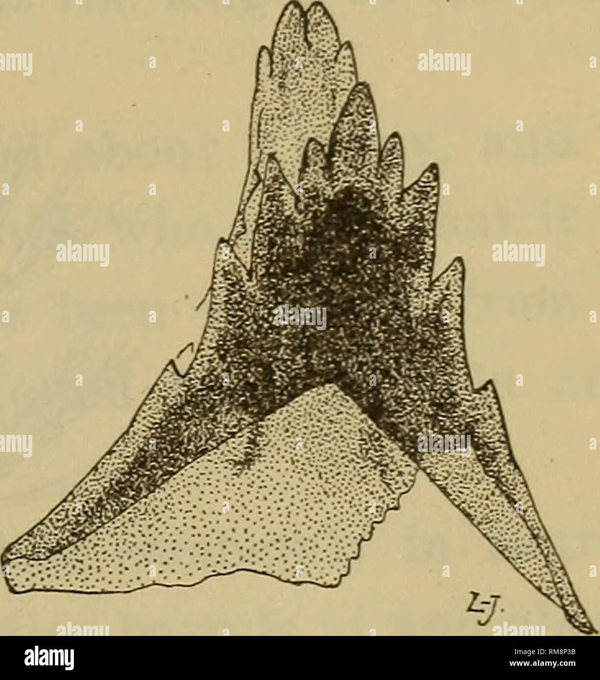 . Annual report. New York State Museum; Science; Science. MOSQUITOS OR ...