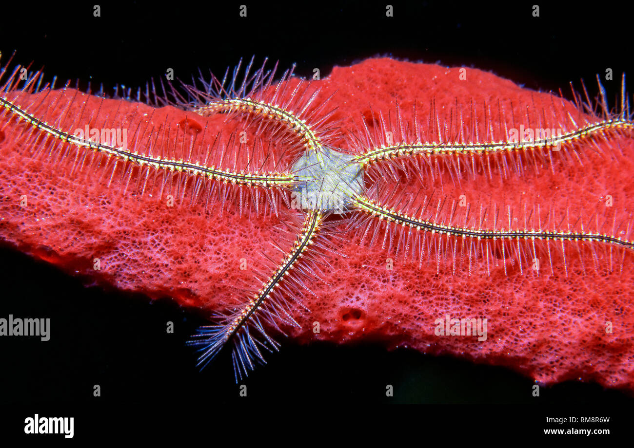 Brittle stars or ophiuroids are echinoderms in the class Ophiuroidea closely related to starfish. Stock Photo
