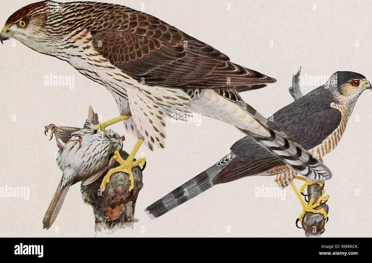 . Annual report. New York State Museum; Science; Science. B 1111&gt; S O IT IN *2 &gt;V OUJi Memoir 12. N. Y. State Museum Plate 44. COOPER'S HAWK Accipiter cooperi (Bonaparte) IMMATURE FEMALE All i nat. size SHARP-SHINNED HAWK Accipiter velox (Wilson) ADULT MALE. Please note that these images are extracted from scanned page images that may have been digitally enhanced for readability - coloration and appearance of these illustrations may not perfectly resemble the original work.. New York State Museum. Albany : University of the State of New York Stock Photo