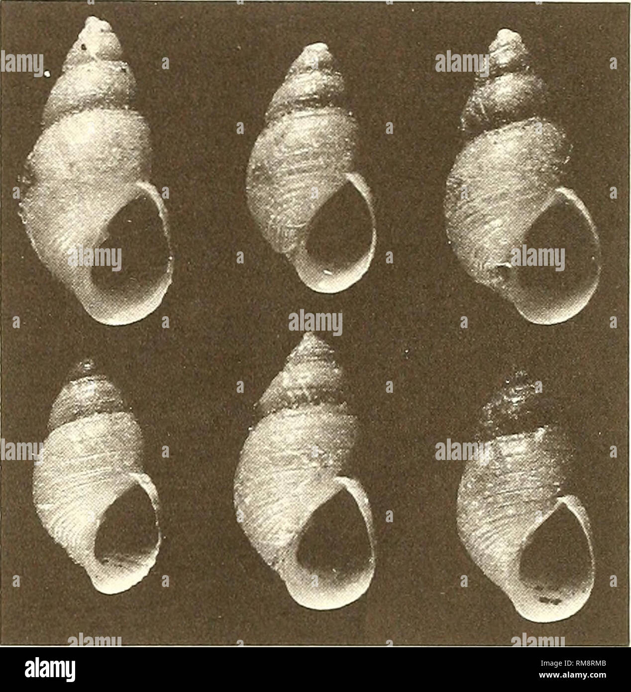 . Annual report - Western Society of Malacologists. Mollusks; Mollusks. the effect of inbreeding and distinguishes two cate- gories in which inbreeding occurs. The first are parasites that infest the nests of their hosts, reproducing in the nest and returning frequentiy to the host to feed. Of these, he states &quot;Many thoroughly inbred lines may result in any given locality and thus it is possible for the inherent variability of the genetic pattern to become apparent in the same area, just as it is possible to select or breed out many different strains of organisms by inbreeding.&quot; Spec Stock Photo