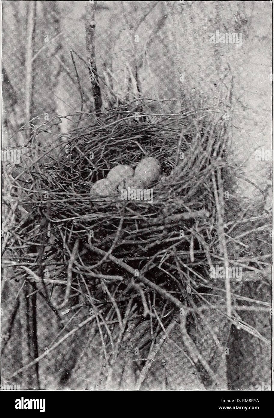 A Blue Jay S Nest With Blue Eggs Stock Photo Alamy