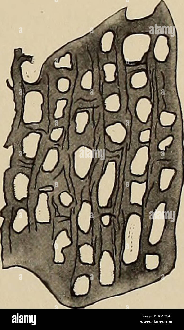 . Annual report. New York State Museum; Science; Science. GRAPTOLITES OF NEW YORK, PART 2 I65 We have added a natural size drawing and a camera enlargement of one of Gurley's three types (cotypes). p. 289; Dictyonema crassum Girty Plate 5, figures 3, 4 Dictyonema crassum Girty. N. Y. State Geol. 14th An. Rep't, 1894. 1895. pi. 4, fig. 1, 2 The original description of this species is : Shape of entire frond not known. The largest fragment measures 7.5 by 7.5 cm. The branches are marked by coarse longitudinal striae, or wrinkles, which are not continuous. The dissepiments are nearly equal in siz Stock Photo