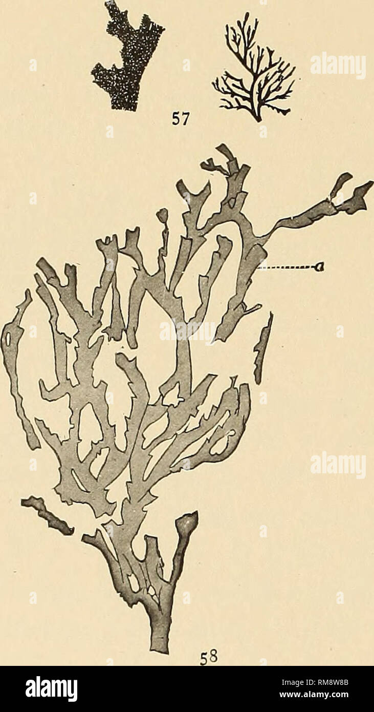 . Annual report. New York State Museum; Science; Science. 152 NEW YORK STATE MUSEUM Inocaulis arbuscula Ulrich. Ibid. Calyptograptus ? arbusculus Spencer. Acad. Sci. St Louis Trans, v. 4 (bull.) 1884. p. 563 Dictyonema arbusculum Gurley. In J. F. James, Cin. Soc. Nat. Hist. Jour. 1892. p.153 Inocaulis arbuscula Gurley. Jour. Geol. 1896. 4:300 Dictyonema arbusculum Nickles. Cin. Soc. Nat. Hist. Jour. 1902. 20:72 Description. Rhabdosome small (15+ mm), flabellate or infundibuli- form, rapidly expanding by successive bifurcations, the branches diverging from 6o°-70°, narrow (.3 mm), gently undula Stock Photo
