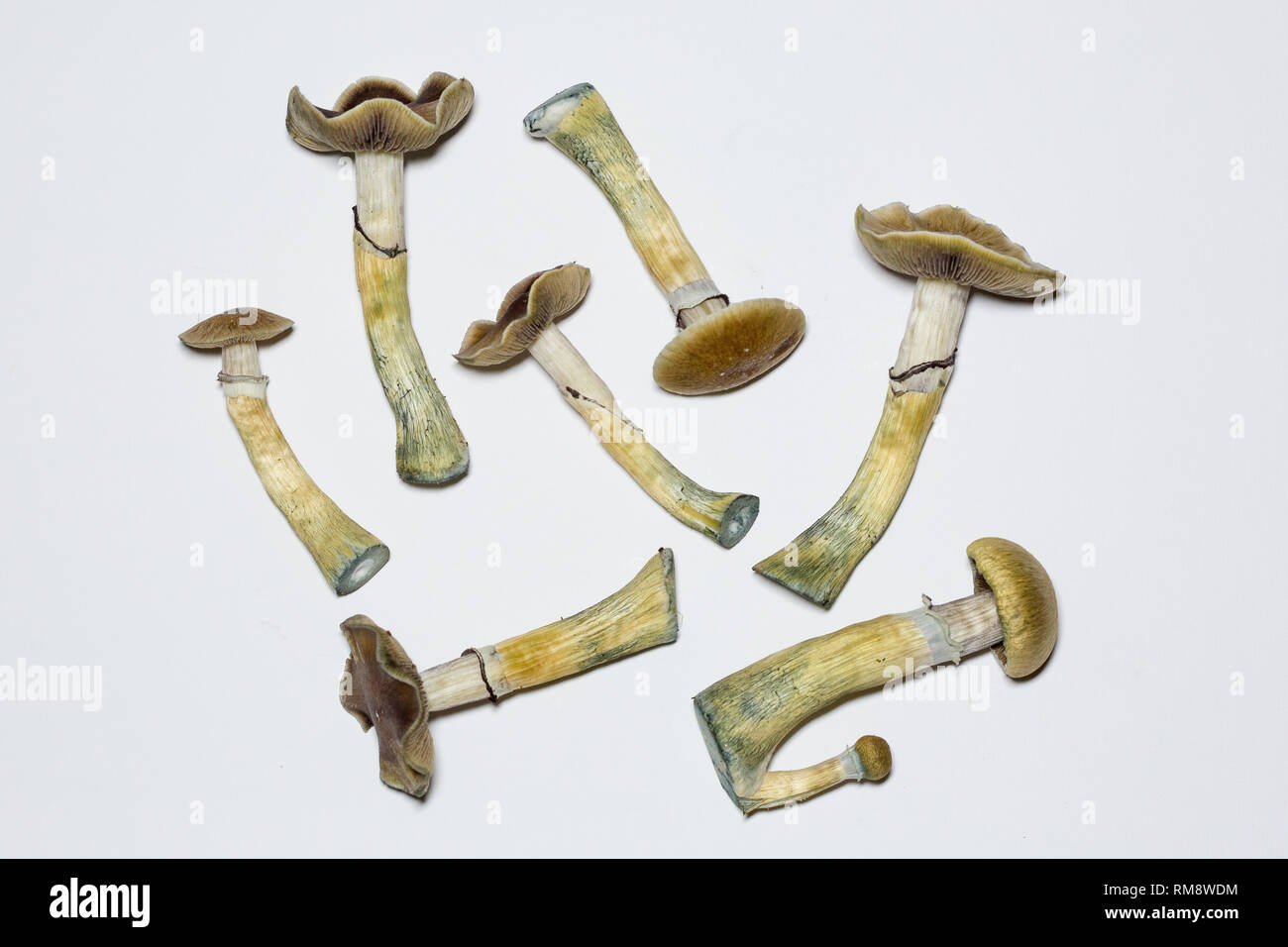 Psilocybe cubensis - fresh magic mushrooms with a white background ...