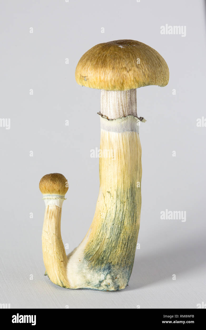 Psilocybe cubensis hi-res stock photography and images - Alamy