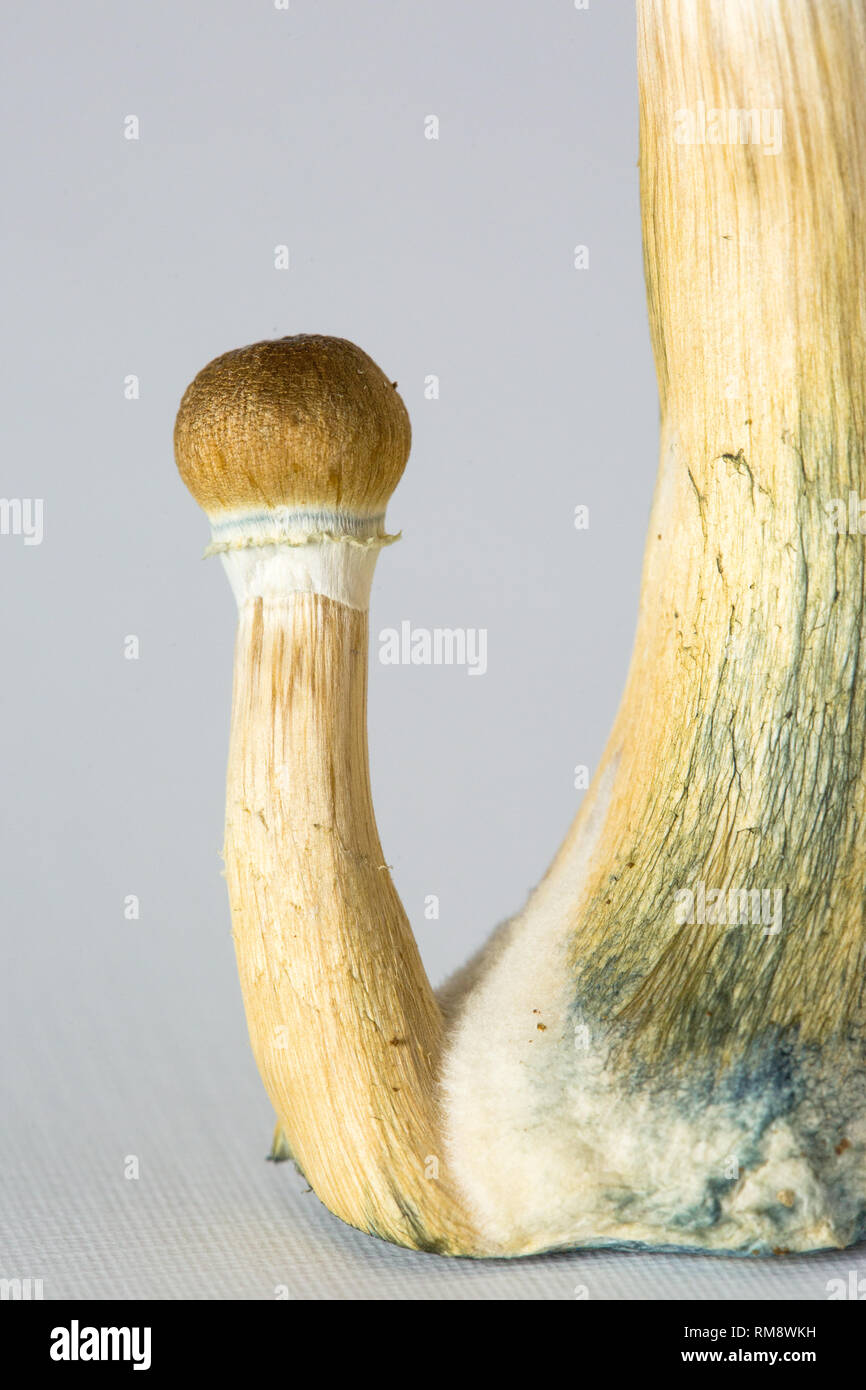 Psilocybe cubensis - fresh magic mushrooms with a white background ...