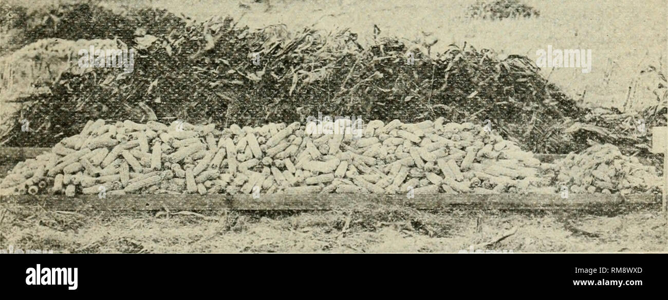 . Annual report of the Missouri State Board of Agriculture. Missouri. State Board of Agriculture; Agriculture -- Missouri. Good corn. Poor corn. EXPERIMENT AT RAYMONDVILLE, MO. Plat 3. Fertilized with 300 lbs. bone, 168 lbs. blood and 120 lbs. sulphate of potashper acre Yield, 62.4 bushels per acre'. Good corn. Poor corn. The results are quite similar to those of last season. The ex- penditure of $3.00 for the potash on plat 3 resulted in a gain of 181/2 bushels of corn over the yield on plat 2. A-22. Please note that these images are extracted from scanned page images that may have been digit Stock Photo