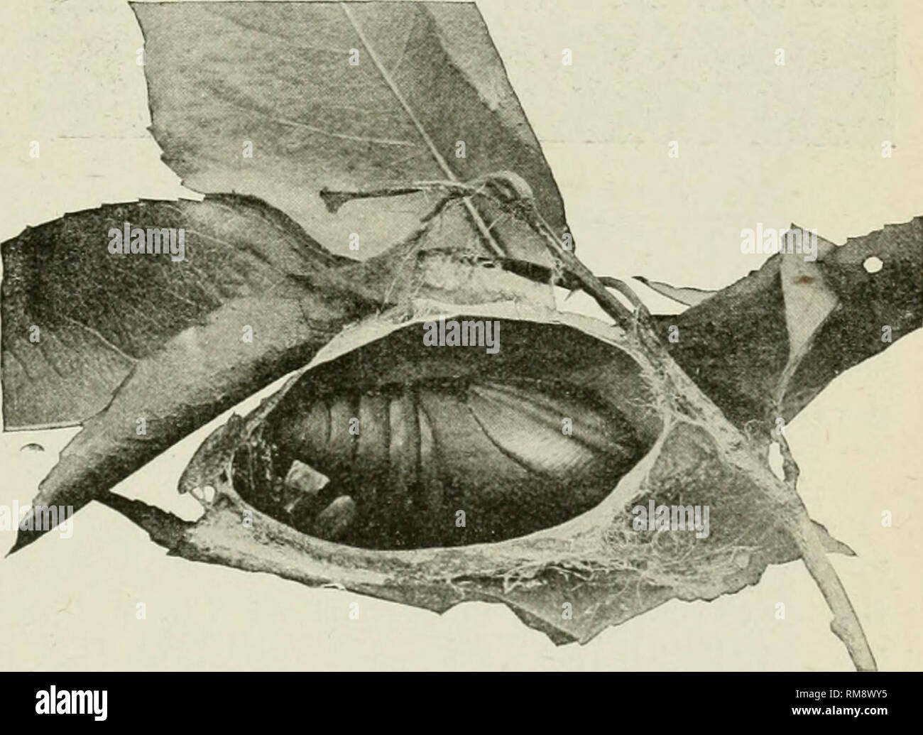Annual Report Of The Agricultural Experiment Station Cornell University Agricultural Experiment Station Agriculture New York State Polyphemus Cocoon The Motli When The Moth Breaks Open The Pupa Skin It Finds