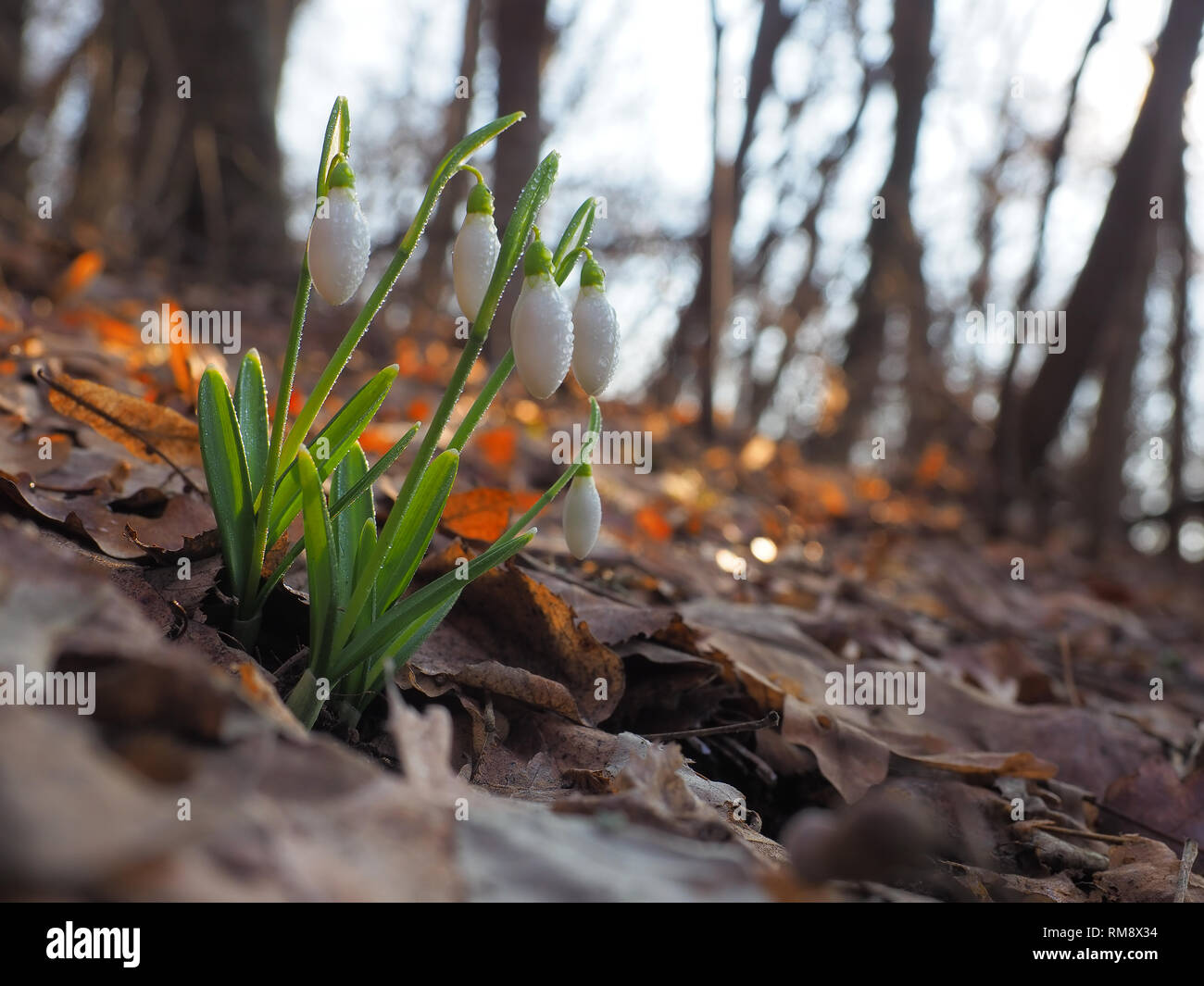 Snowdrop or common snowdrop (Galanthus nivalis) flowers Stock Photo