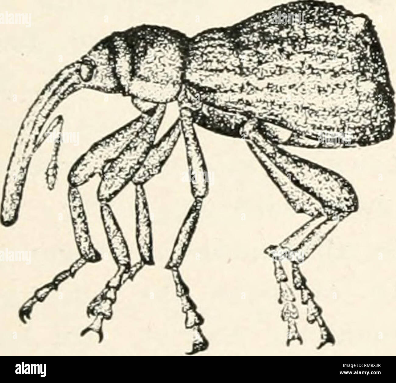 Malus ioensis hires stock photography and images Alamy