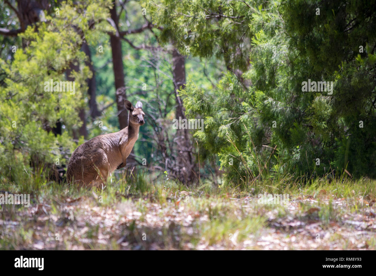 Wild kangaroo in the scrub land situated on the Mount Lofty in the