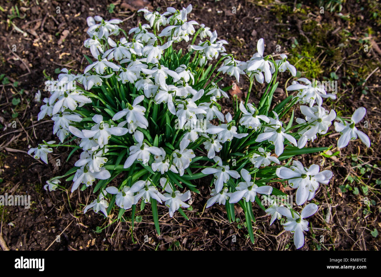 Spring Snowdrops in woodland Stock Photo