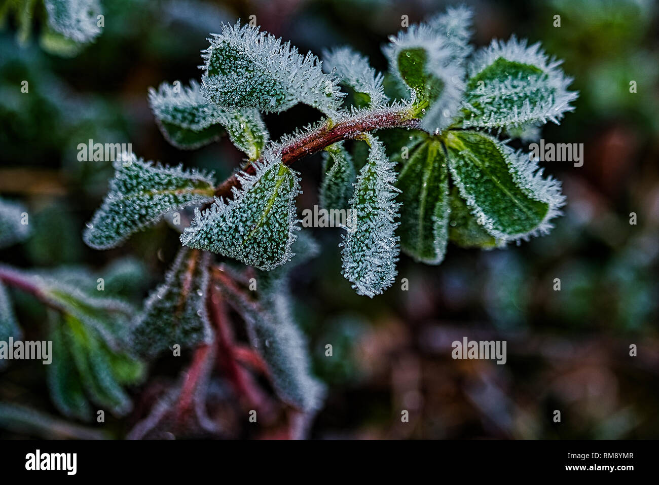 The Frozen Nature Frozen Plants Icy Morning Stock Photo Alamy
