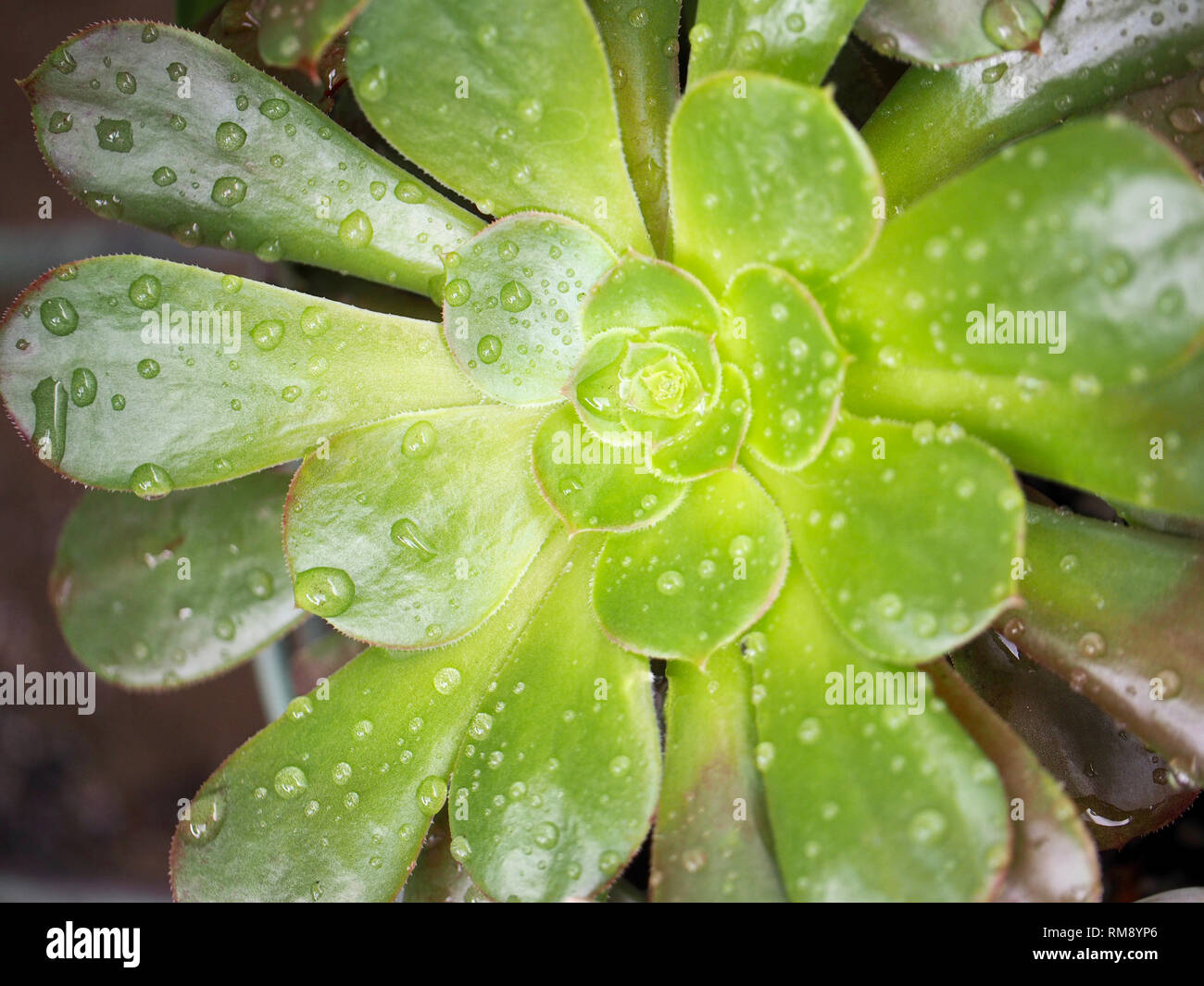 Water drops on Aeonium succulent after the rain Stock Photo