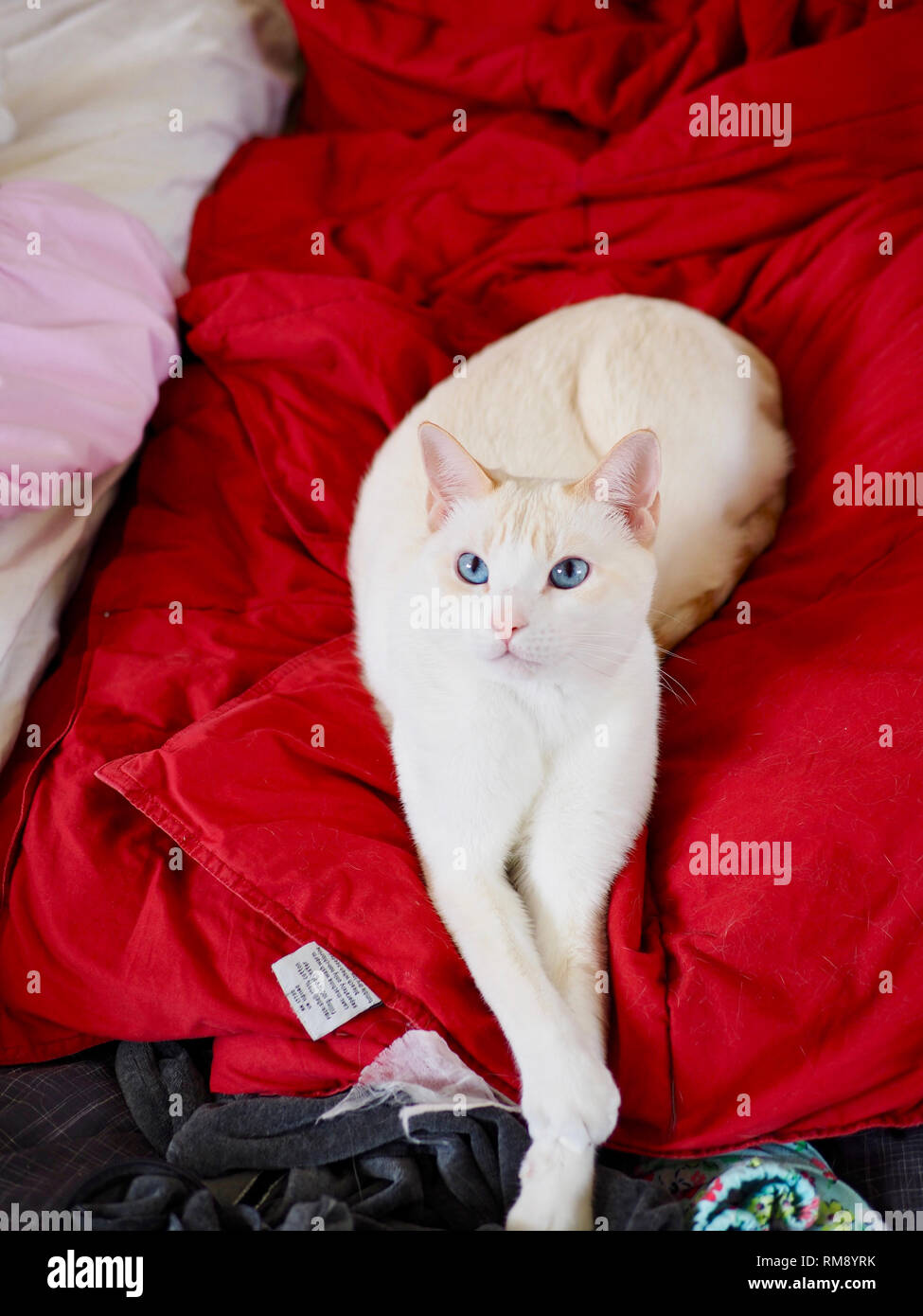 Red Point Siamese Stock Photos Red Point Siamese Stock Images