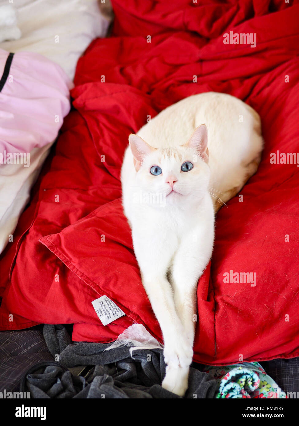 Crossed eyes and cat hi-res stock photography and images - Alamy