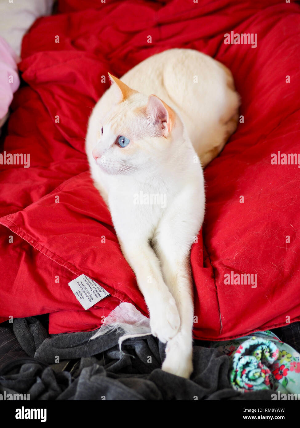 Mitzie the flame point Siamese chilling on the red blanket Stock Photo