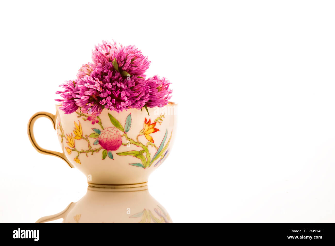 Red clovers in teacup, concept of medicinal tea for menopause isolated on white background Stock Photo