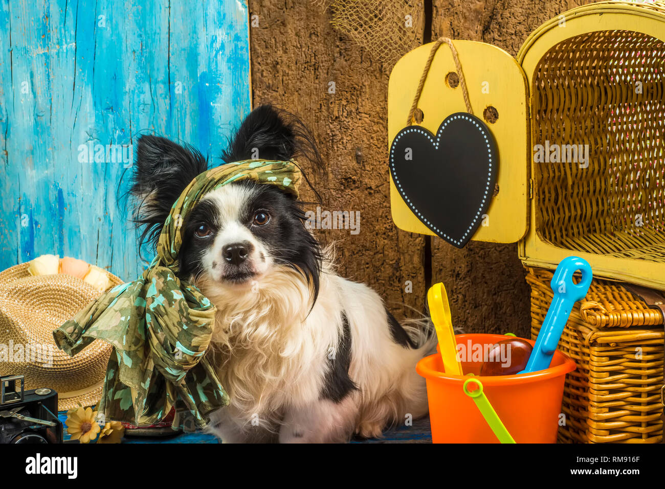 Summer holidays dog, hippie dog with suitcase and accessories for beach  holidays on rustic wooden background Stock Photo - Alamy