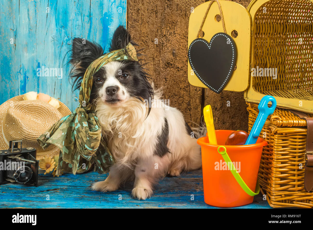 dog beach accessories